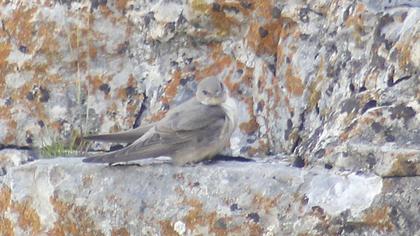 Eurasian Crag Martin