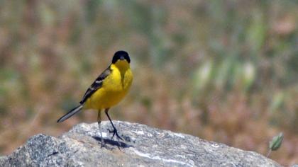 Sarı kuyruksallayan