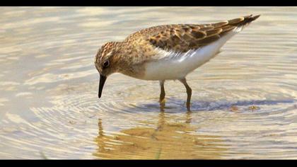 Sarıbacaklı kumkuşu