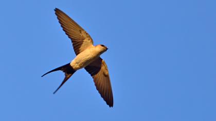 Kızıl kırlangıç