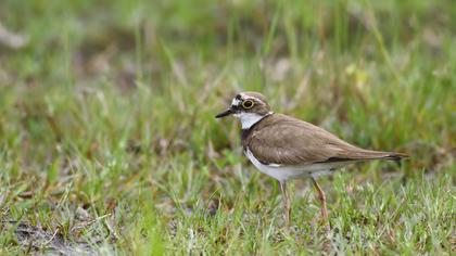 Halkalı küçük cılıbıt