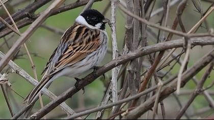 Bataklık Kirazkuşu