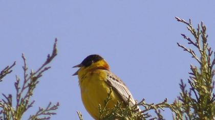 Karabaşlı kirazkuşu