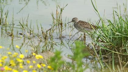 Orman düdükçünü