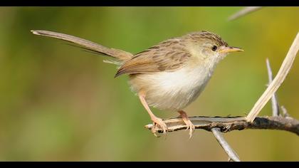 Dikkuyruklu ötleğen