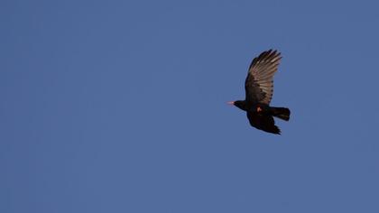 Kırmızıgagalı dağ kargası