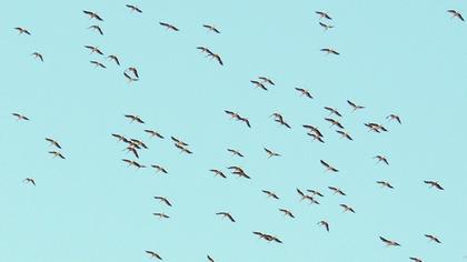 White Stork
