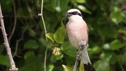 Kızılsırtlı örümcekkuşu