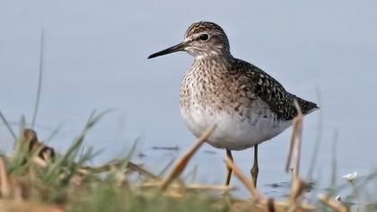 Orman düdükçünü