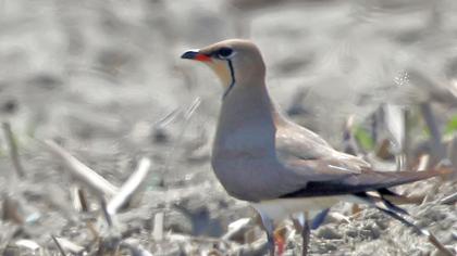 Bataklıkkırlangıcı