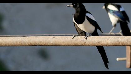Eurasian Magpie