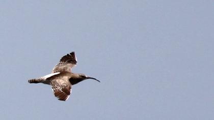 Sürmeli kervançulluğu