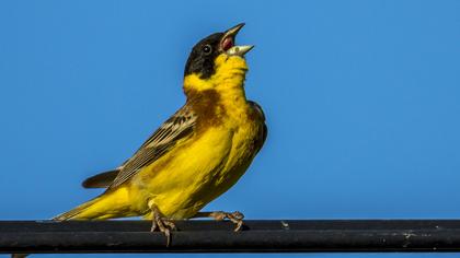 Karabaşlı kirazkuşu