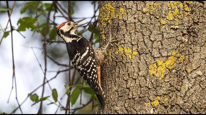 Aksırtlı ağaçkakan