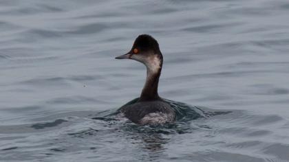 Karaboyunlu batağan