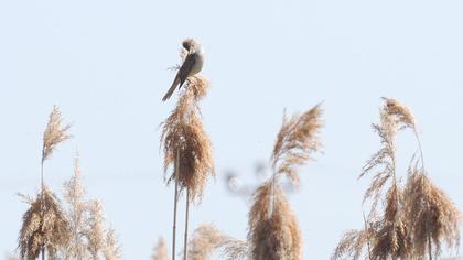 Büyük kamışçın
