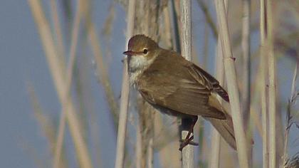 Büyük kamışçın