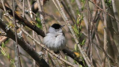 Karabaşlı ötleğen