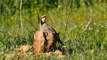 Chukar Partridge