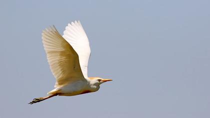 Sığır balıkçılı