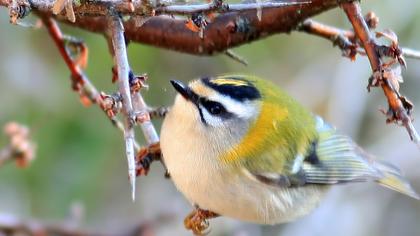 Sürmeli çalıkuşu