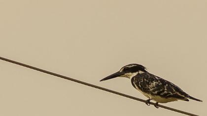 Alaca yalıçapkını