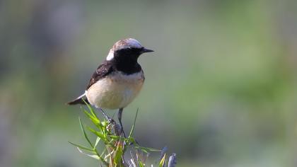 Kıbrıs kuyrukkakanı