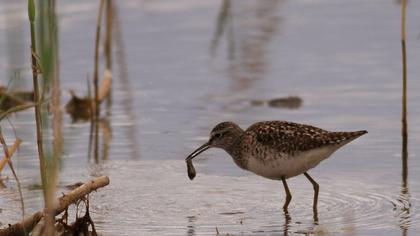 Orman düdükçünü