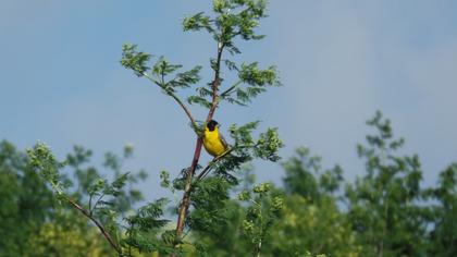 Karabaşlı kirazkuşu