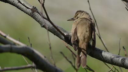 Büyük kamışçın