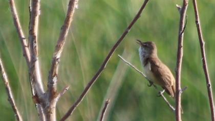 Büyük kamışçın