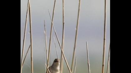 Kındıra kamışçını