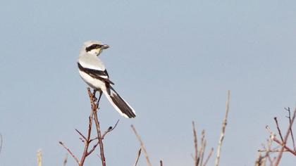 Büyük örümcekkuşu