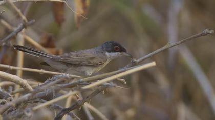 Pembegöğüslü ötleğen
