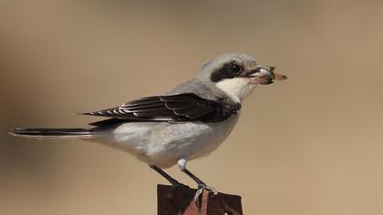 Karaalınlı örümcekkuşu