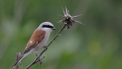 Kızılsırtlı örümcekkuşu