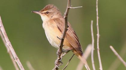 Büyük kamışçın