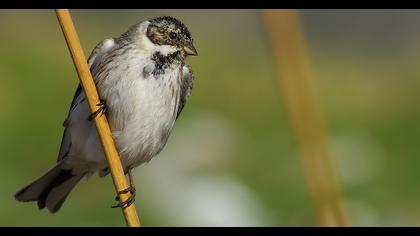 Bataklık Kirazkuşu