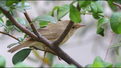 Çalı kamışçını