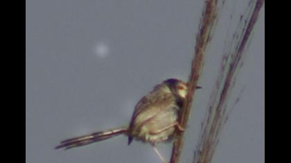 Dikkuyruklu ötleğen