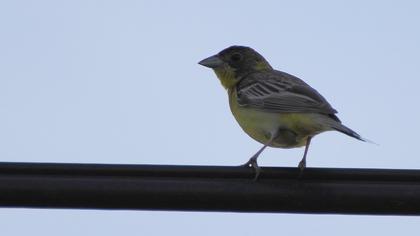 Karabaşlı kirazkuşu