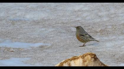 Büyük dağbülbülü