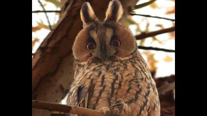 Kulaklı orman baykuşu