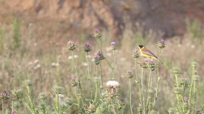 Karabaşlı kirazkuşu