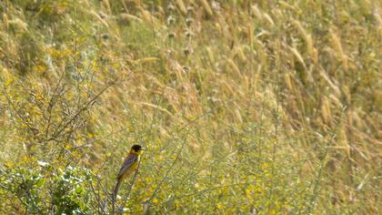 Karabaşlı kirazkuşu