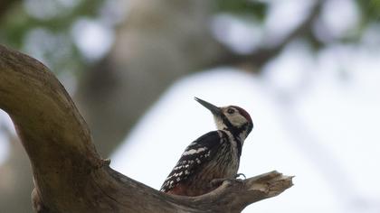 Aksırtlı ağaçkakan