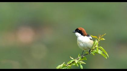 Kızılbaşlı örümcekkuşu