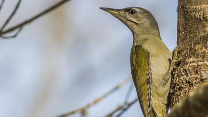 Küçük yeşil ağaçkakan