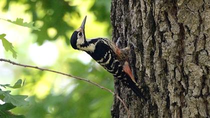 Aksırtlı ağaçkakan