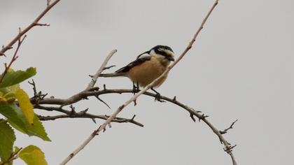 Maskeli örümcekkuşu